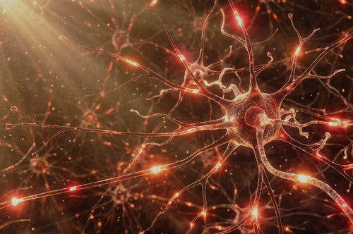 Brain neuron synapses firing, FireLight activating mitochondria in turn activates cellular recovery.